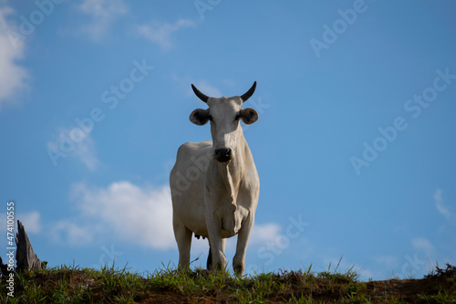 Fototapeta Naklejka Na Ścianę i Meble -  Nelore bull in the pasture with blue sky