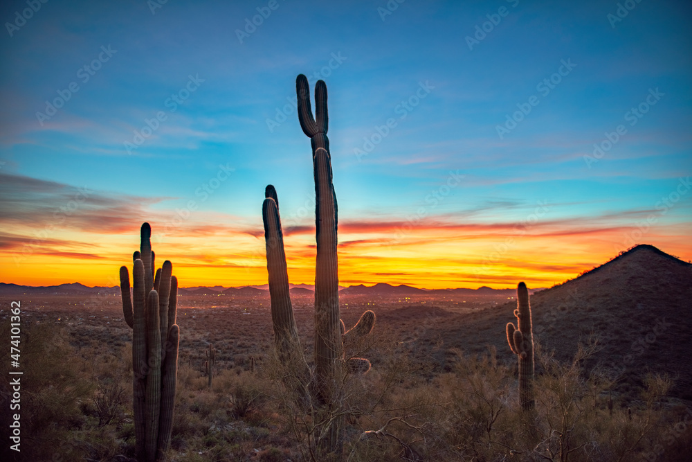 cacti at sunset