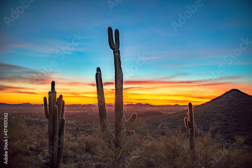 cacti at sunset © David Arment