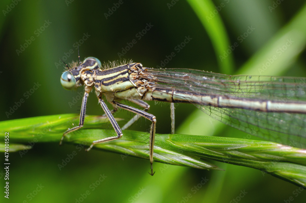 Dragonfly sits in the green grass in the morning Dragonfly sits in the green grass in the morning