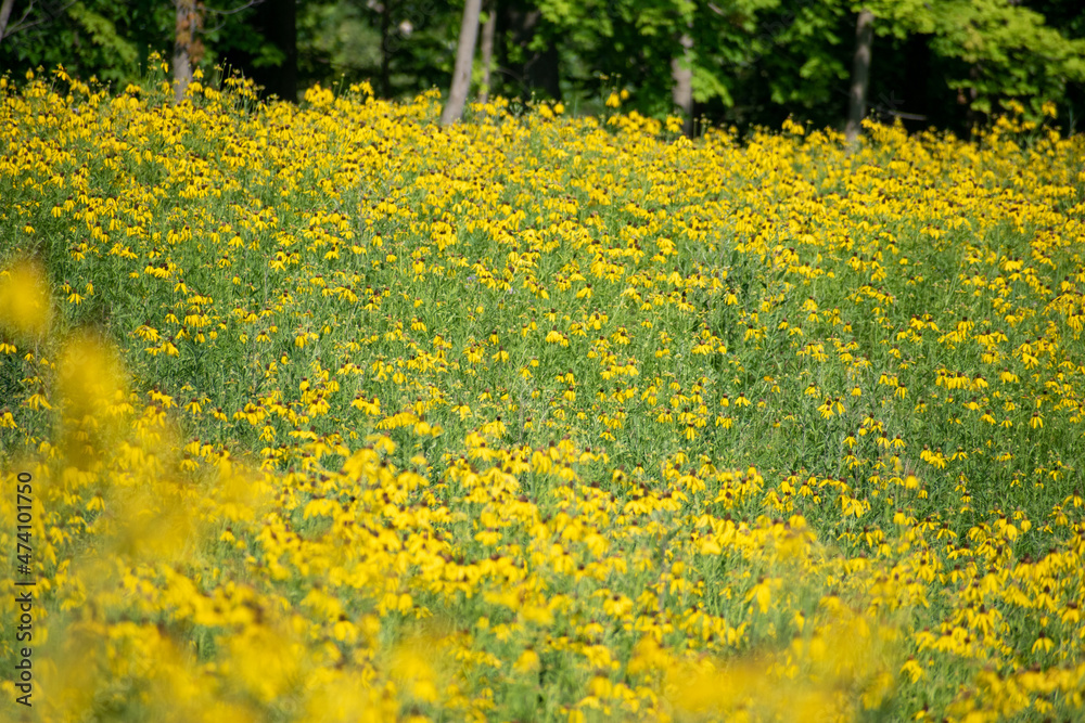 Obraz premium field of yellow flowers