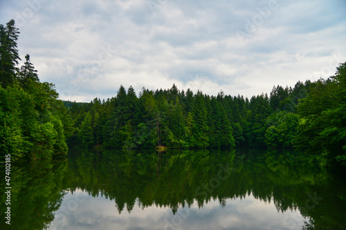 A reflection of a coniferous forest in a lake