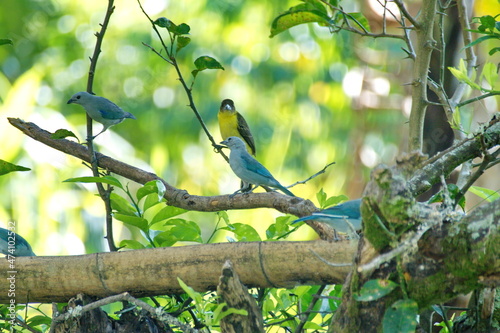 Blue-gray tanagers (Thraupis episcopus) perched in a tree on a farm in the Intag Valley, outside of Apuela, Ecuador © Angela