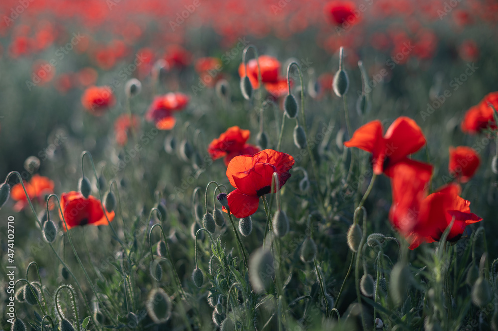 Fototapeta premium Red poppies close-up on an endless field with beautiful sunlight
