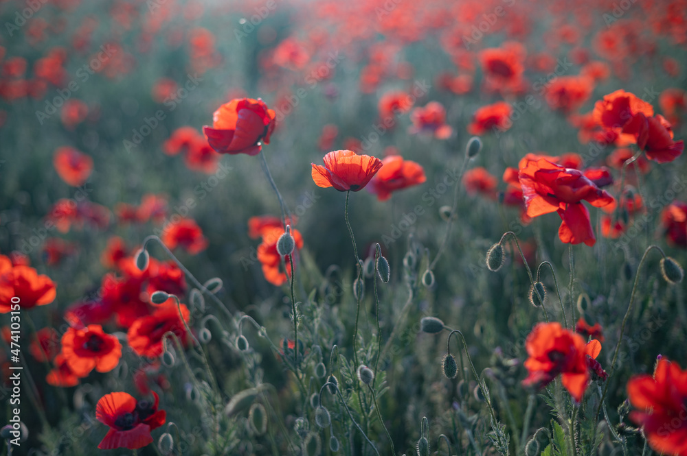 Fototapeta premium Red poppies close-up on an endless field with beautiful sunlight