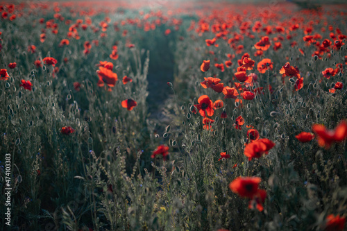 Red poppies close-up on an endless field with beautiful sunlight