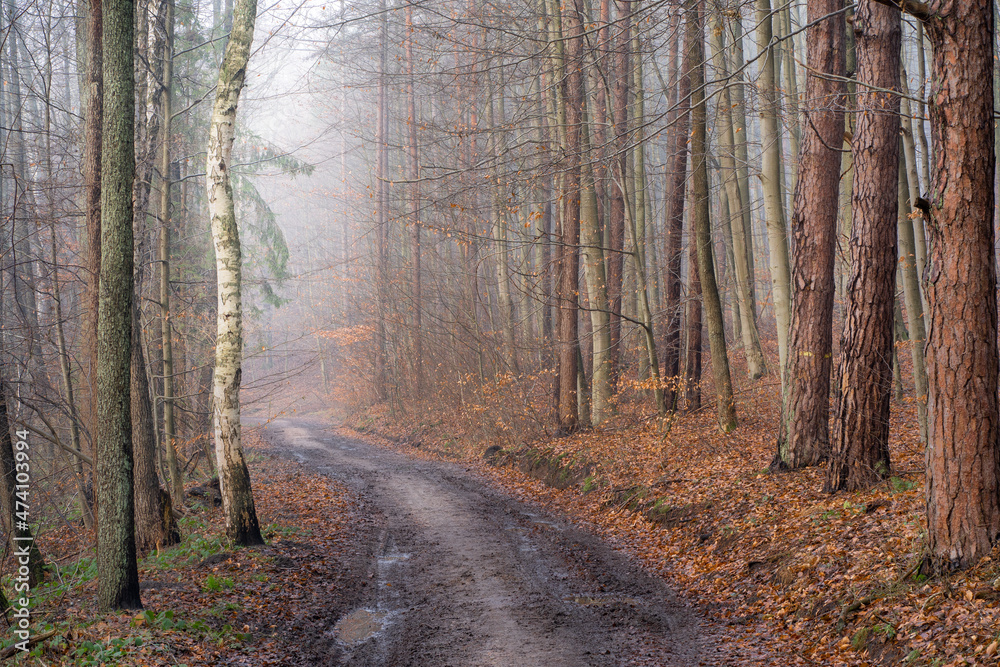 Obraz premium road in the misty forest 