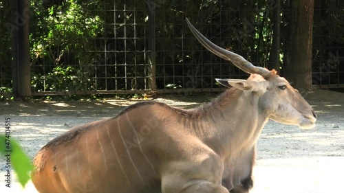 Common eland (Taurotragus oryx). A species of antelope of the bushland of South Africa. Close-up and side view. Game drive safari.