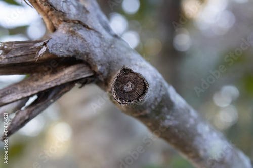 tree branch close up