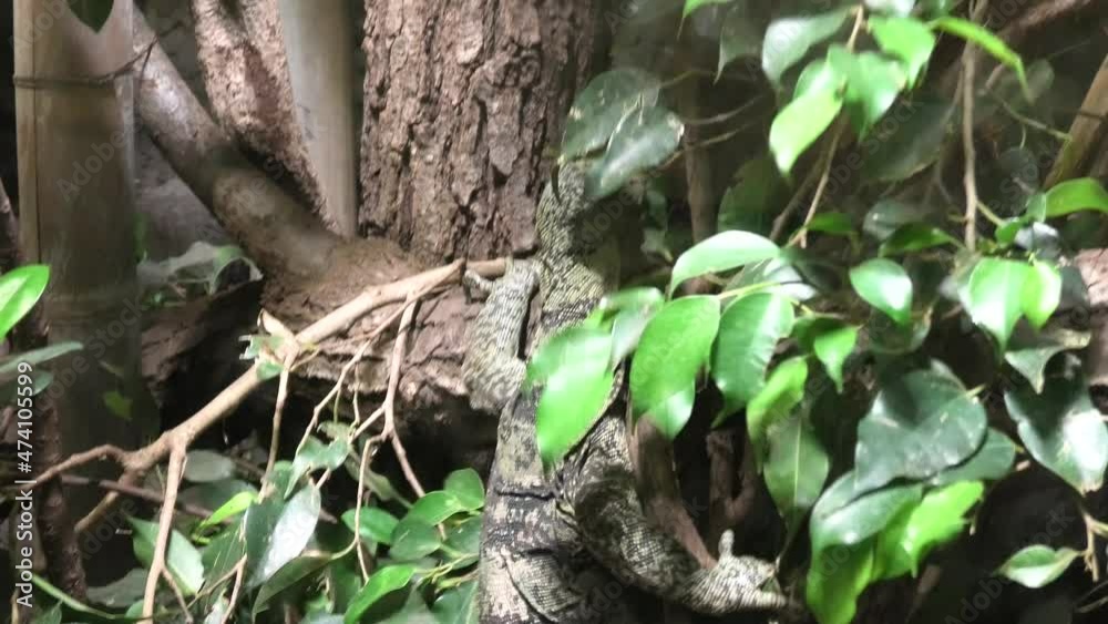 walking Gray's monitor or Butaan lizard or Ornate monitor. Varanus olivaceus species, endemic to the Philippines islands and Sierra Madre Range Natural Park.