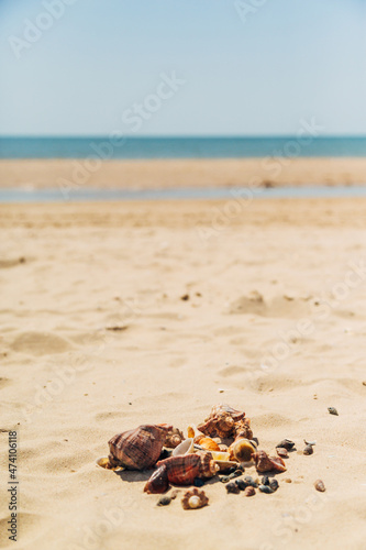 Many Different Seashells Lie on the Golden Sand of Sea Beach. Nature Decorations