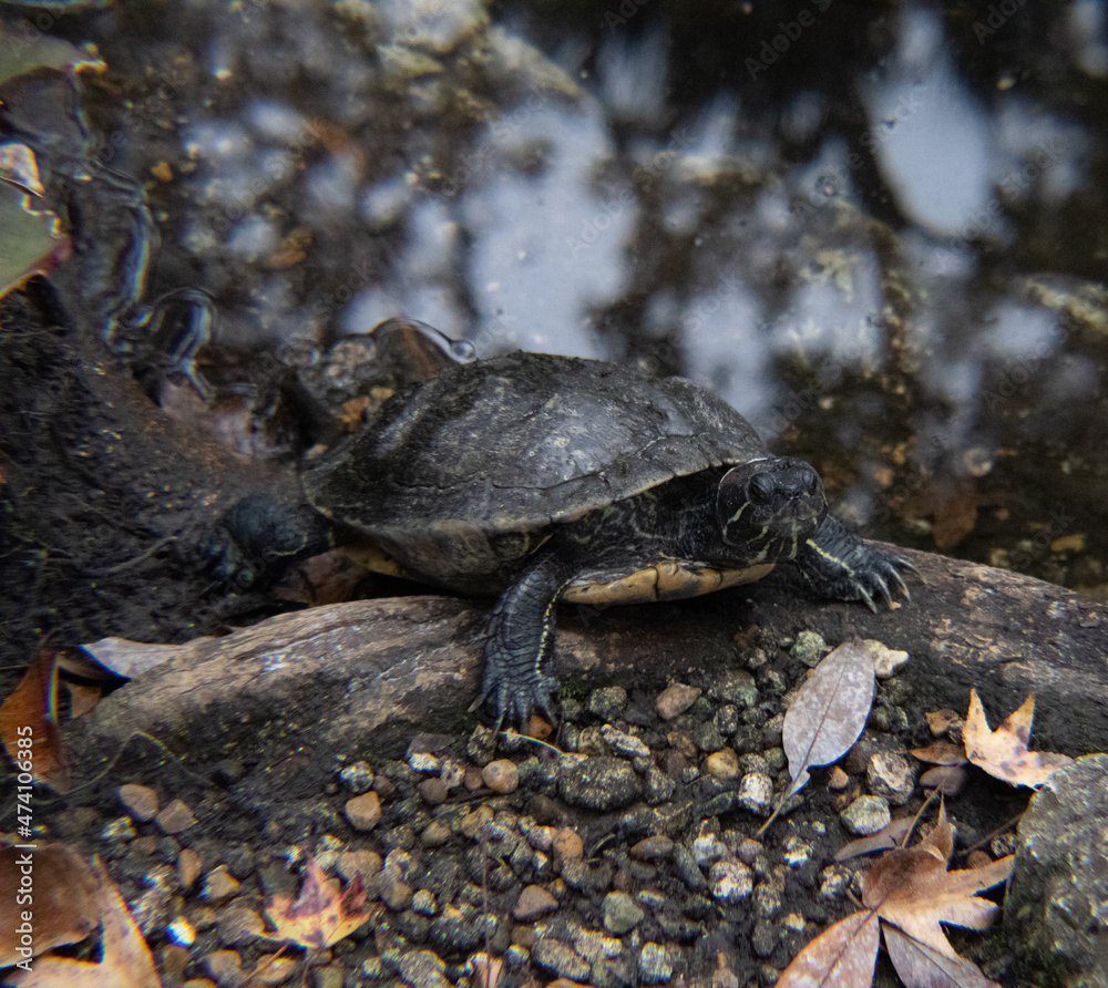 turtle on a rock