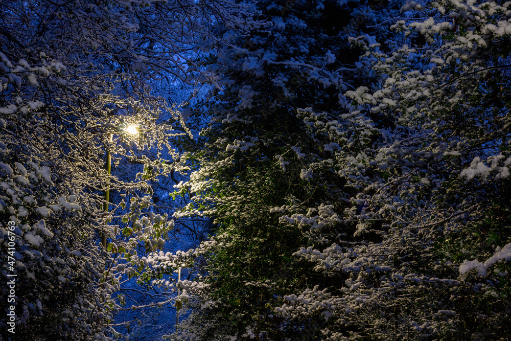 Snow Covered Trees with a street light reflection - stock photo.jpg
