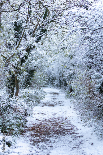Snowy Romantic Woodland Walk in Mansfield Peafield Park - stock photo.jpg