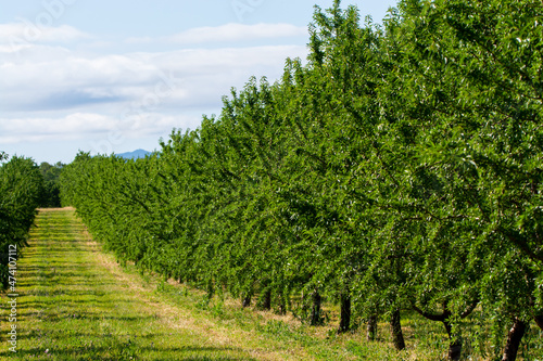 Принти на полотні Green almonds nuts ripening on tree, cultivation of almond nuts in Provence, Fra