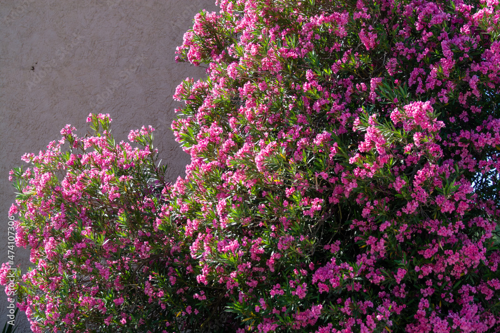 Summer blossom of pink oleander plant, nature background Summer blossom of pink oleander plant, nature background