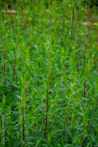 Botanical collection, Artemisia dracunculus or taragon kitchen herb