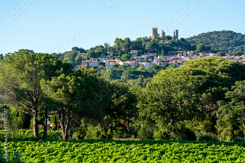 Wine making in  department Var in  Provence-Alpes-Cote d Azur region of Southeastern France  vineyards in July with young green grapes near Saint-Tropez  cotes de Provence wine.