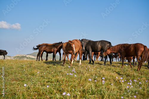 Herd of horses in the field mammals animals landscape