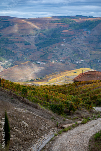 Panoramic view on Douro river valley and colorful hilly stair step terraced vineyards in autumn, wine making industry in Portugal