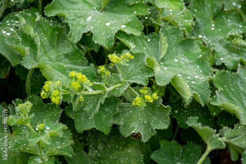 Alchemilla vulgaris or lady's mantle, herbaceous perennial plant member of the rose family, are grown in gardens for their leaves, which collect sparkling water droplets. photo