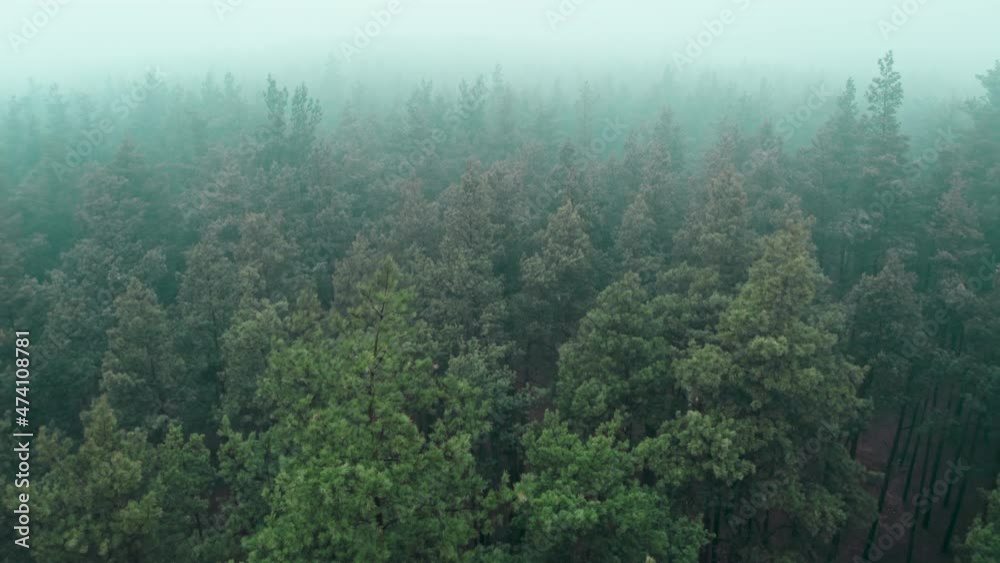 Foggy forest wood mysterious view scary weather autumn Foggy forest wood mysterious view scary weather autumn