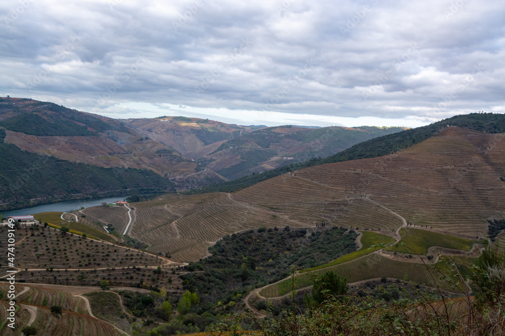 Panoramic view on Douro river valley and colorful hilly stair step terraced vineyards in autumn, wine making industry in Portugal