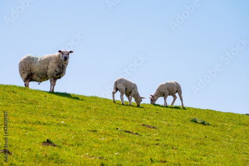 Group of adult and young lambs grazing grenn grass on farm in Zeeland  Netherlands
