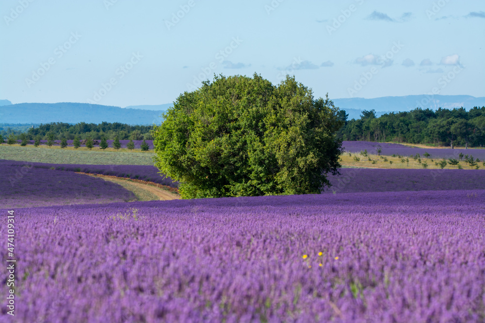 Touristic destination in South of France, colorful lavender and lavandin fields in blossom in July on plateau Valensole, Provence.