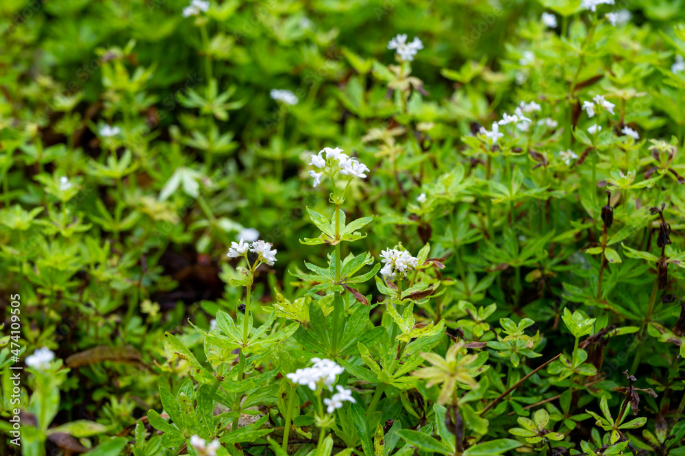Botanical collection, asperula odorata or bedstraw flowering plant Botanical collection, asperula odorata or bedstraw flowering plant