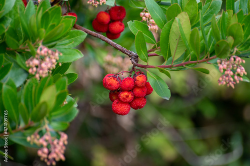 Botanical collection  ripe colorful flowers of Arbutus unedo  strawberry tree  evergreen shrub or small tree in the family Ericaceae  native to Mediterranean region