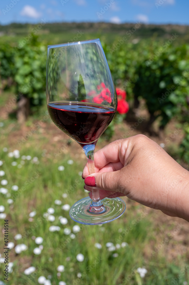 Tasting of burgundy red wine from grand cru pinot noir  vineyards, hand holding glass of wine and view on green vineyards in Burgundy Cote de Nuits wine region, France