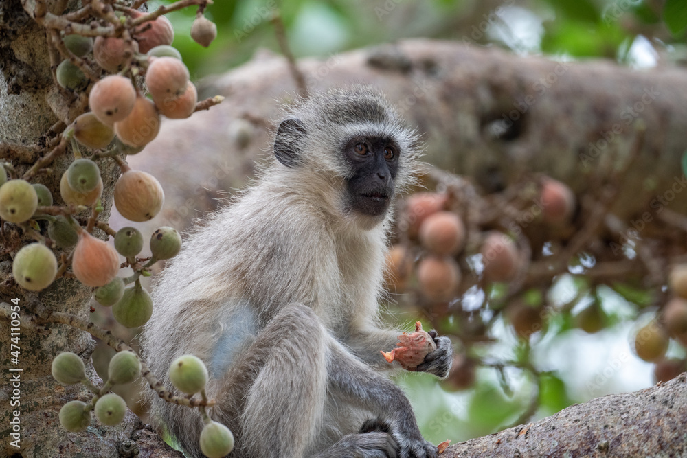 Obraz premium Vervet monkey in tree