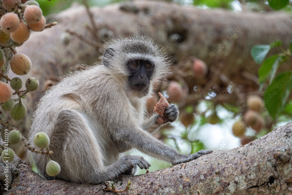 Obraz premium Vervet monkey in tree