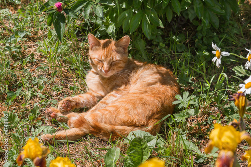 Ginger cat hides in the shade of bushes and flowers from the scorching hot sun