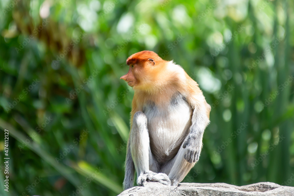 Naklejka premium The proboscis monkey (Nasalis larvatus) or long-nosed monkey is a reddish-brown arboreal Old World monkey with an unusually large nose. It is endemic to the southeast Asian island of Borneo.