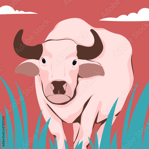Buffalo in a field