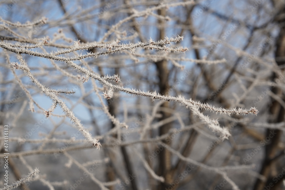 樹氷 樹氷