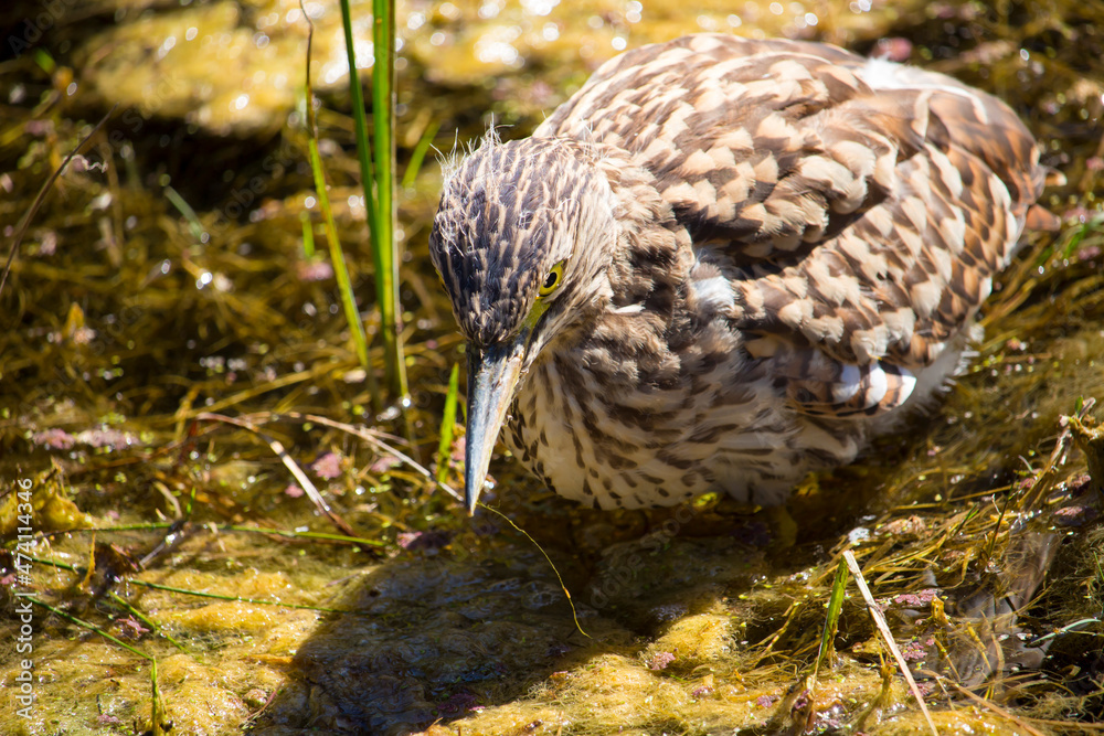 Fototapeta premium Juvenile Nankeen Night heron Nycticorax caledinicus ,is heavily spotted and streaked grey-brown with a grey-black bill with yellowish cutting edges, and feet olive green with yellow eyes,in a swamp. 