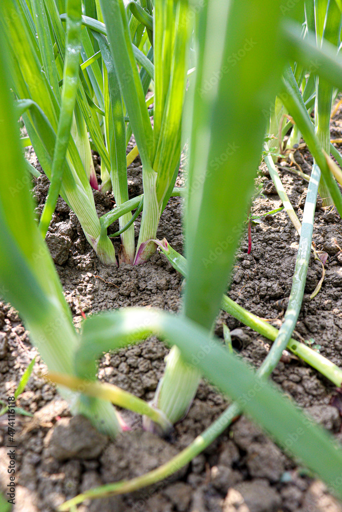 green colored onion farm on field green colored onion farm on field