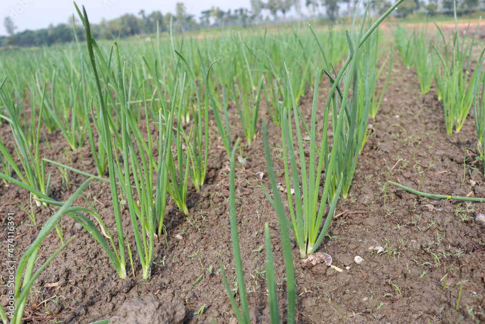 green colored onion farm on field