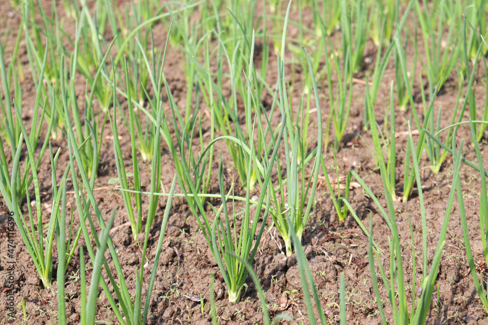 green colored onion farm on field green colored onion farm on field