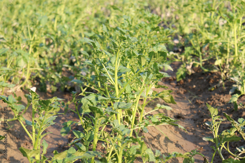 green colored potato farm on field green colored potato farm on field