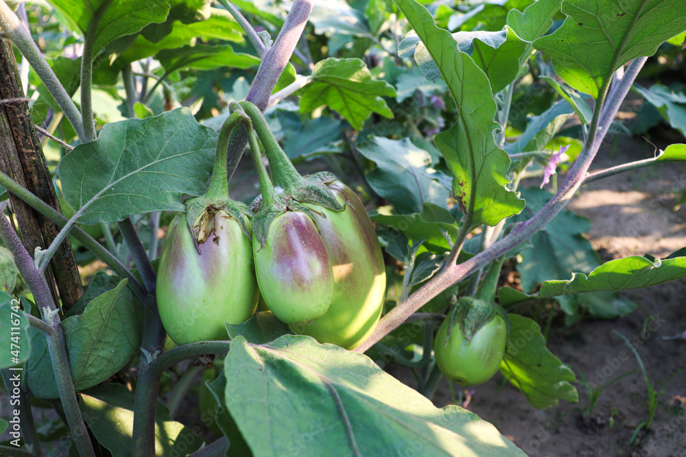 brinjal on tree in the farm for harvest