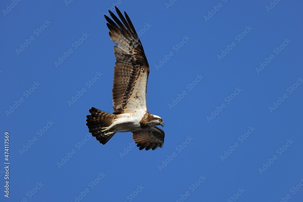 Obraz premium 獲物である魚を探して、青空を飛行する猛禽類の大きなタカ、ミサゴ英名オスプレイ