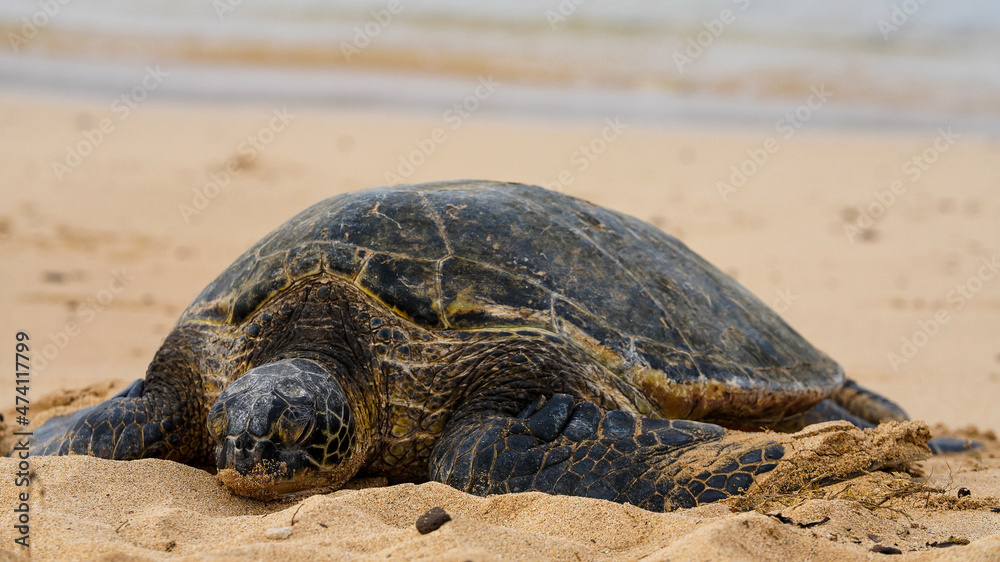 Obraz premium turtle on the sand