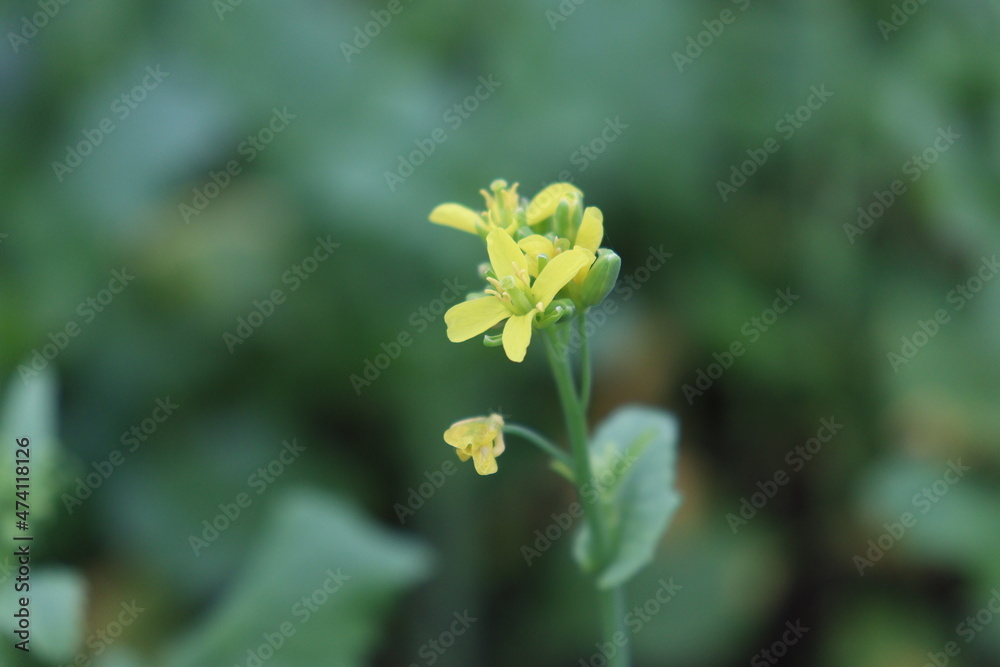 mustard and onion firm view on field mustard and onion firm view on field