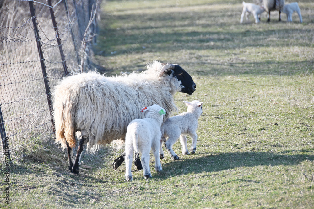 Fototapeta premium Ewe and Two Lambs