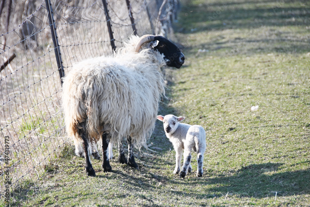 Obraz premium Ewe and Two Lambs