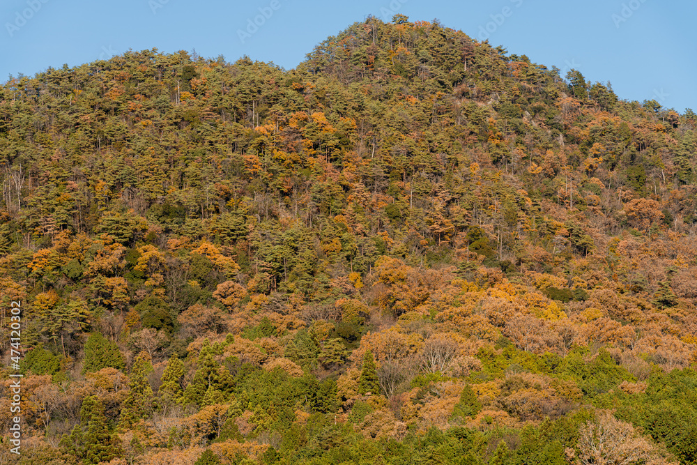 【秋】紅葉した山の木々【季節】